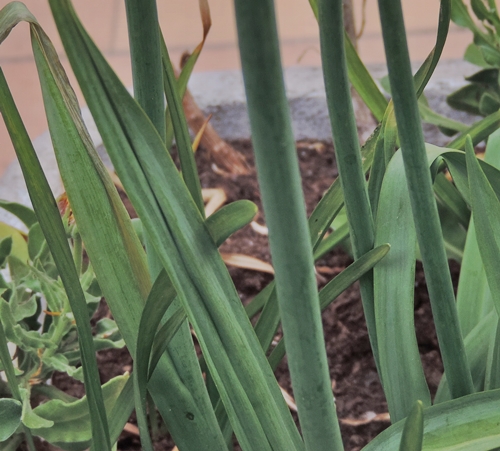 Allium siculum